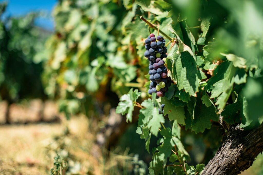 In Peso da Régua, the Port Wine Museum offers an engaging and educational experience for both kids and adults. The museum features interactive exhibits that explain the history and production of Port wine. Children will enjoy the hands-on displays and learning about the cultural significance of the wine industry in the Douro Valley.