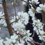 How and When to Prune Trees in Your Garden