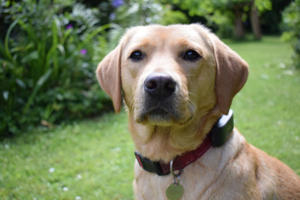PAJ PET Finder 4G GPS dog tracker review
