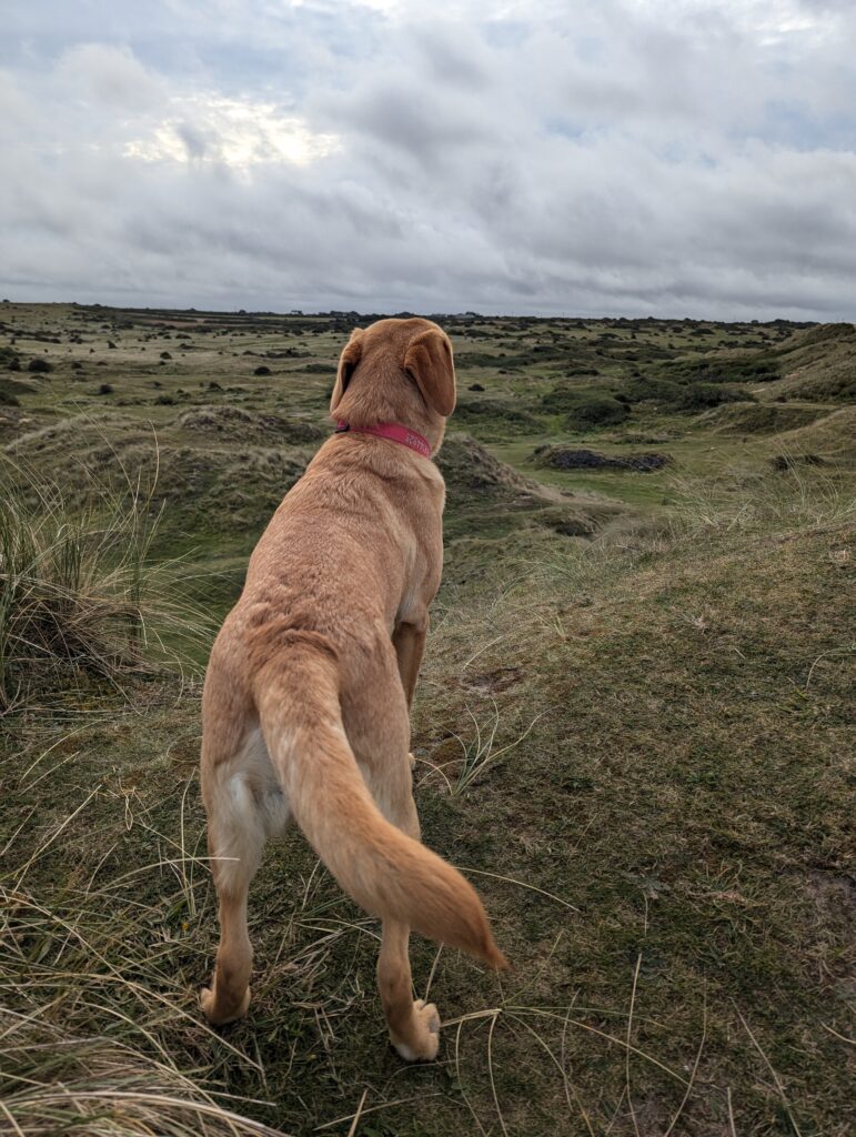 Nature reserve Perran Sands Cornwall