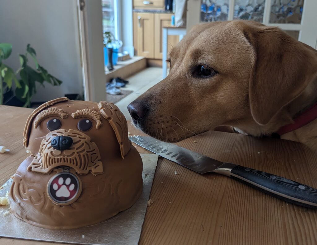 dog with a dog cake