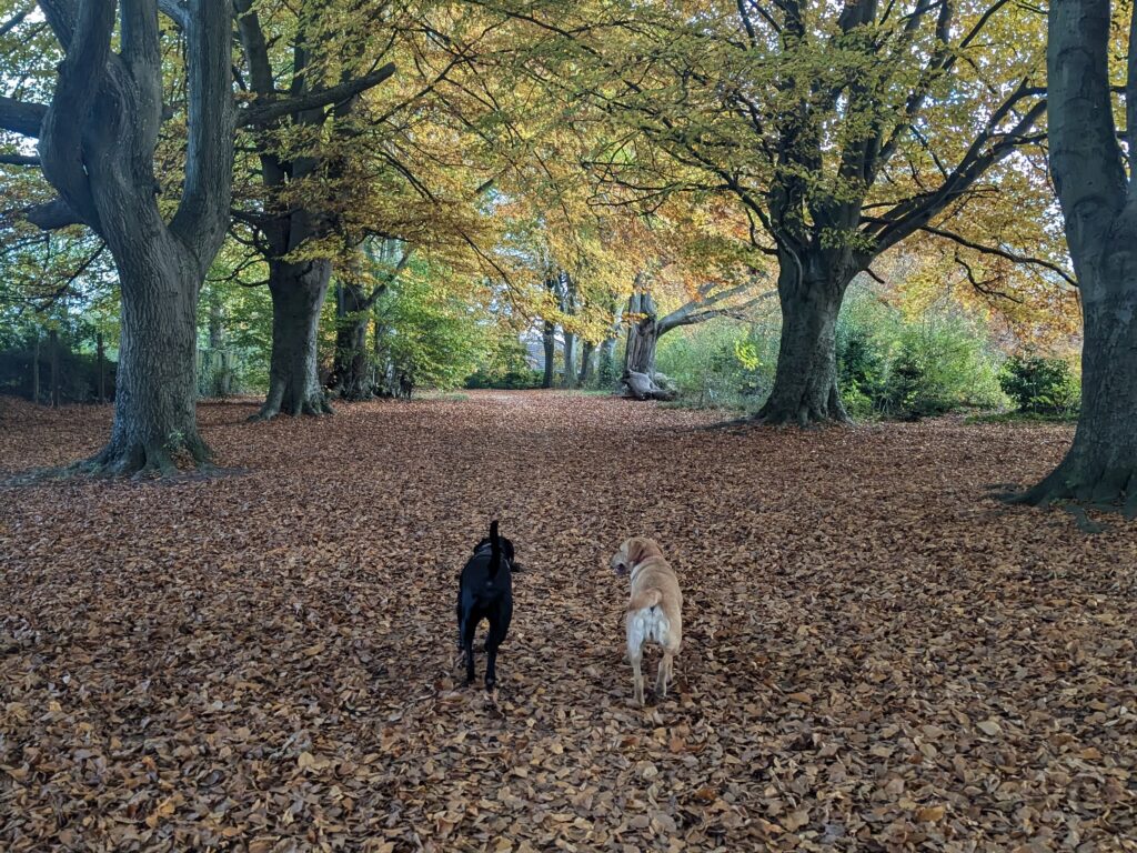 dogs in the autumn leaves
