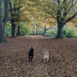 dogs in the autumn leaves