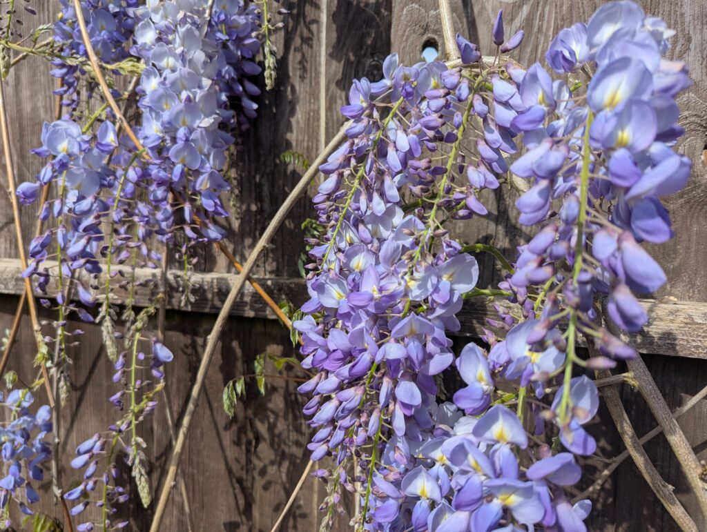Wisteria
