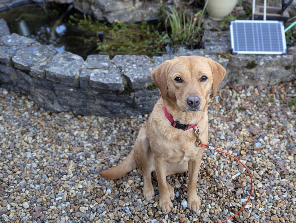 a guide to not losing your dog