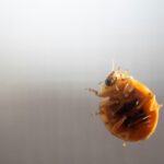 How to Deal With a Bed Bug Problem Before It Spreads